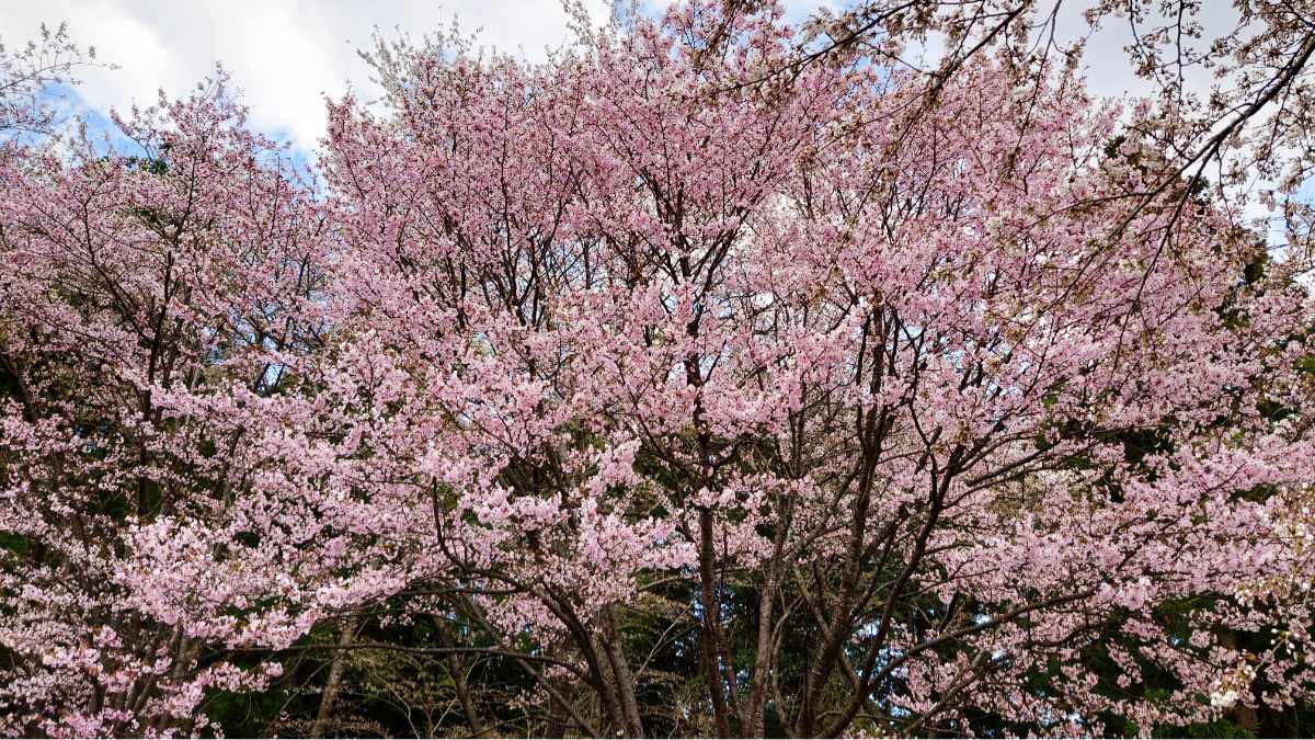 桜前線が描く春の色彩